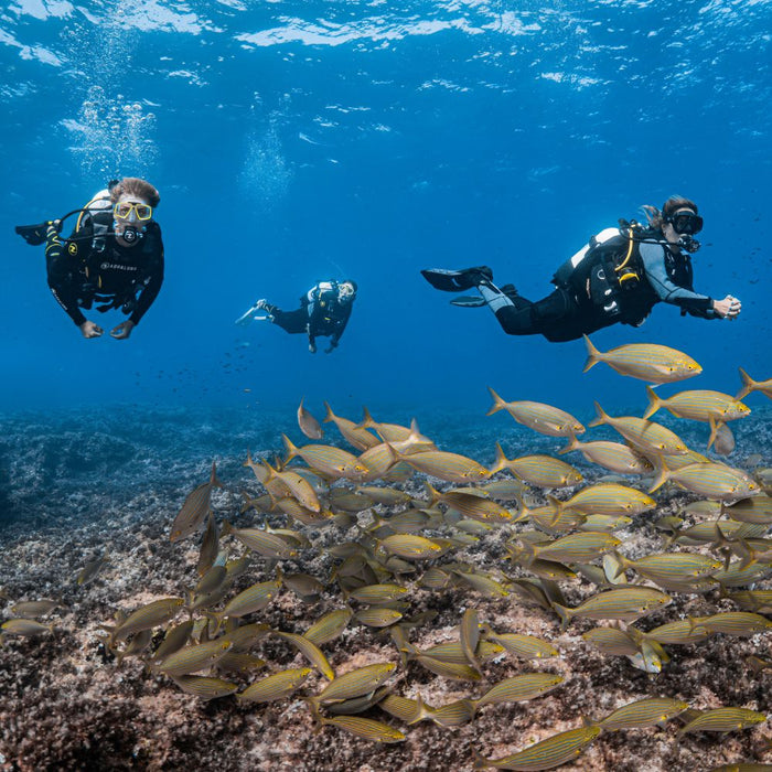 Ready to dive in? -
