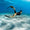 FREEFLEX - Men’s Freedive Wetsuit 2mm